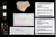 Foto (Objekt + Etikett) von Pithonoton sp.  (NHMW-GEO-2014-0194-0629)